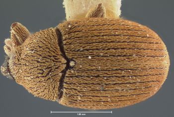 Media type: image;   Entomology 5350 Aspect: habitus dorsal view